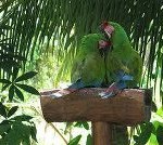 gallery parrots