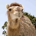oikonomeas camel