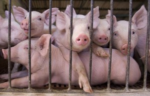 Ακυρώθηκε πείραμα στην Αυστρία με ζωντανά γουρούνια