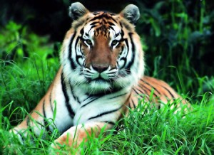 Oι Tίγρεις στη Κίνα Aπειλούνται με Eξαφάνιση
