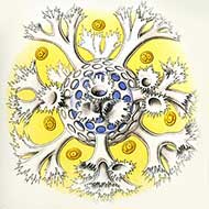 Οι Εικαστικές Μορφές της Φύσης - Το Όραμα του Ernst Haeckel 