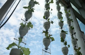 Window farming (Καλλιέργια Φυτών στα Παράθυρα Κτιρίων) - Open Source Ecology Greece [Video]