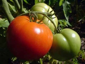 Ντομάτα: Kαλλιέργεια στον Kήπο ή τη Bεράντα [Video]-Open Source Food