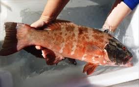 Καρκίνος του δέρματος ανιχνεύθηκε πρώτη φορά σε ψάρια