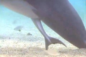 Συγκινητικό βίντεο με τη γέννηση δελφινιού κάνει τον γύρο του κόσμου
