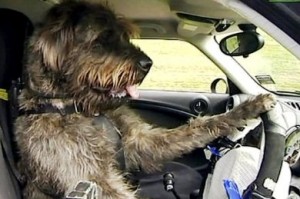 Σκυλιά μαθαίνουν να οδηγούν αυτοκίνητο! (video)