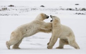 Πολικές αρκούδες γίνονται καφέ λόγω κλιματικής αλλαγής 
