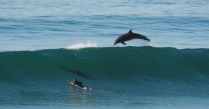 Δελφίνια κάνουν ακροβατικά πάνω στα κύματα