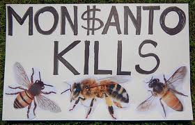 Monsanto και Bayer, δολοφονούν τις μέλισσες!