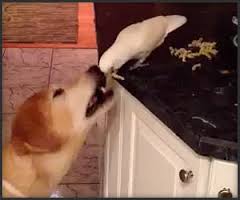 Bird Feeds Dog Noodles [Video]