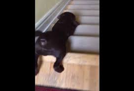Dog loves sliding down the stairs [VIDEO]