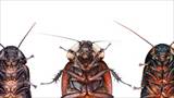 Νεπέτα και Αγγούρι: τα οικολογικά όπλα στον πόλεμο με τις κατσαρίδες.